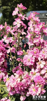 買了S23u，去試了一下高像素模式下裁前后的畫質(zhì)。