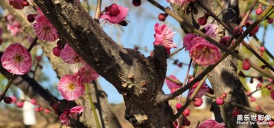 日常隨拍之(盛開)