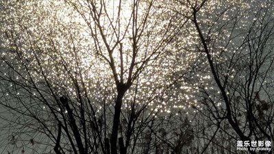 日常隨拍之(特別的樹葉)