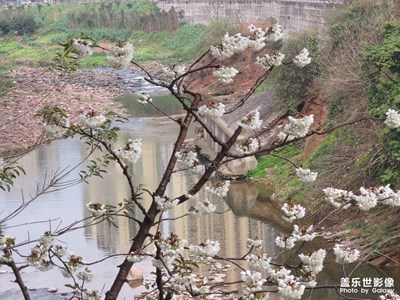 【清淺時(shí)光】+美麗花朵