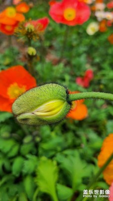 【網(wǎng)紅打卡地】+ 金蘭花谷