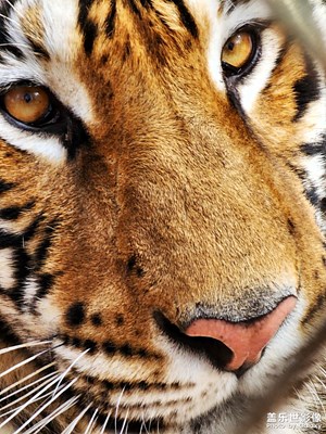 【網(wǎng)紅打卡地】+小動(dòng)物們的表情包