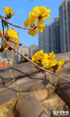 怒放的黃花風(fēng)玲