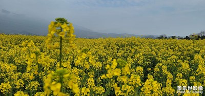 醉美油菜花