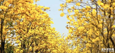 【網(wǎng)紅打卡地】風(fēng)鈴木花開羊城