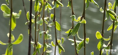 煙花三月之(春柳)