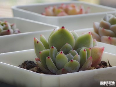 三星手機攝影分享｜植物形態(tài)美學