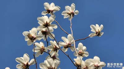 日常隨拍之(那些花兒)