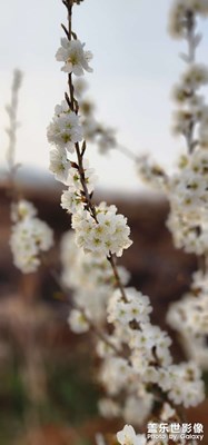 櫻桃??花開！