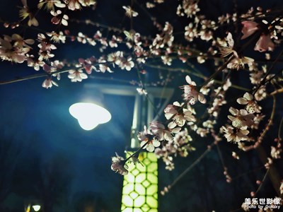 三星 Galaxy S23 Ultra 拍攝「花都開了」