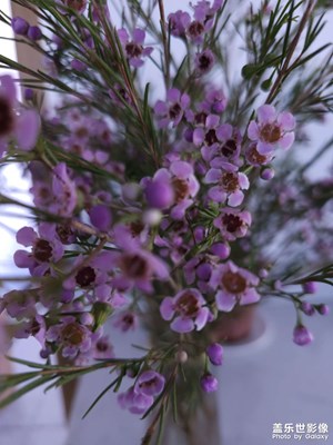 女神節(jié)的小花花