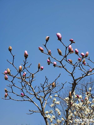 【光影記事】＋玉蘭花開(kāi)