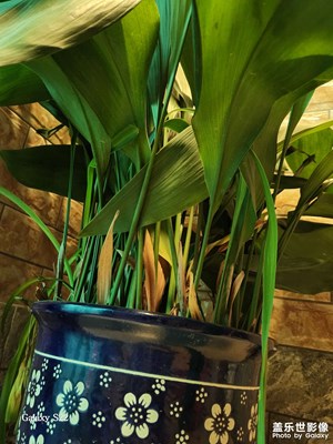 【美麗夜景】+小院夜景