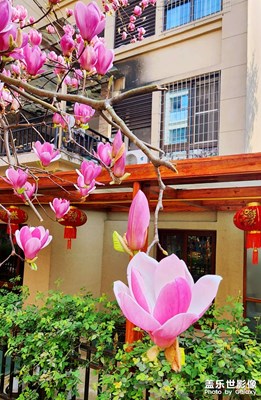 我把秘密告訴了花，花香吹滿了整個(gè)小巷