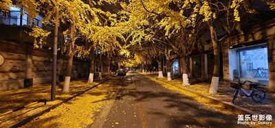 夜晚的銀杏樹 隨拍還喜歡