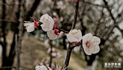 【光影記事】+ 公園桃花