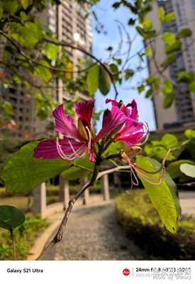 【光影記事】+花美人美！