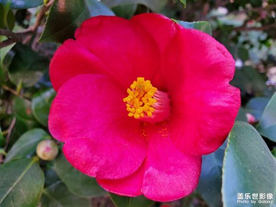 【光影記事】三月花開