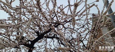花開富貴????