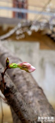 含苞待放的花朵