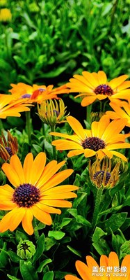 春天花會開！??！