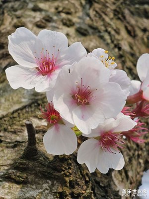 s23u長焦實拍直出