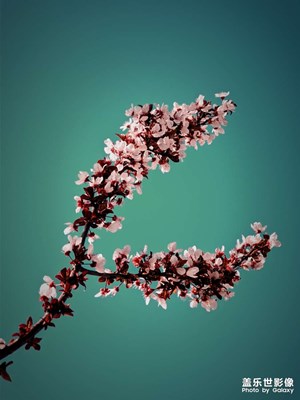 【一組春日特寫】