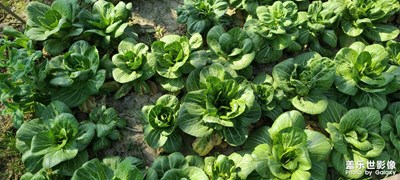 日常隨拍之(菜園豐盛)