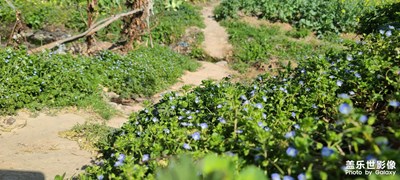 日常隨拍之(籬笆小路通菜園)