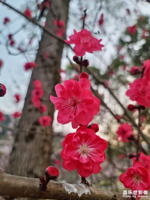 【春之序曲】+滿園春色