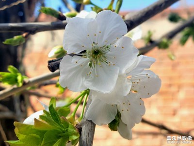 【春之序曲】花開