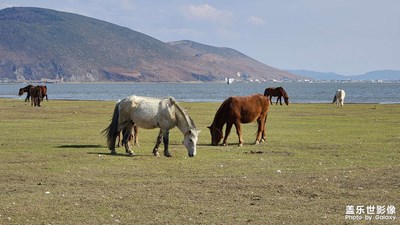 【春之序曲】納帕海之美