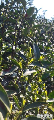 采茶咯。。。。。