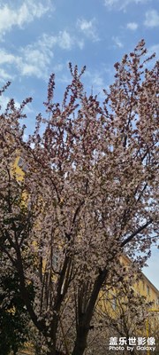 吹暖花開
