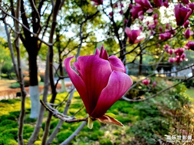 【春之序曲】玉蘭花開