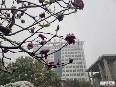 春雷轟隆春雪飄