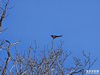 【春之序曲】春天的鳥兒