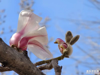 【春之序曲】玉蘭小鳥