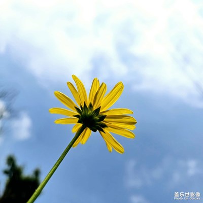 《送你一朵小黃花》