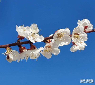 【春之序曲】+花兒初開(kāi)