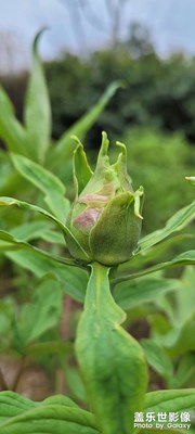 綠色，和平祥和