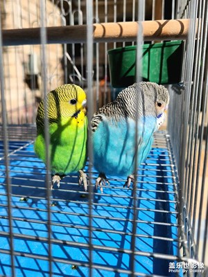 【春之序曲】+生機(jī)