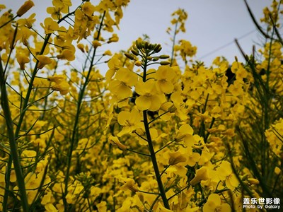 油菜花開了。
