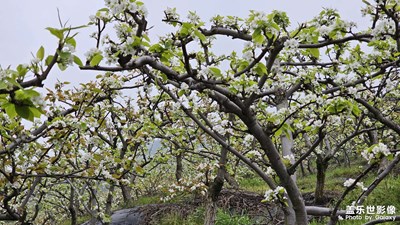 梨花帶雨