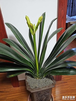 我家君子蘭即將開花了