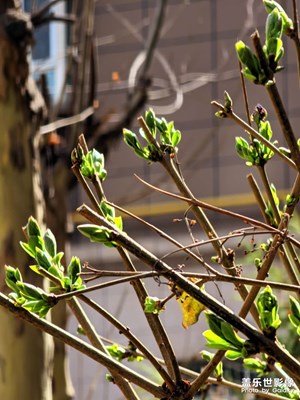 【春之序曲】+萬物復(fù)蘇