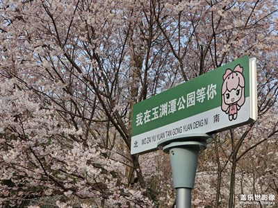 【春之序曲】長(zhǎng)焦櫻花