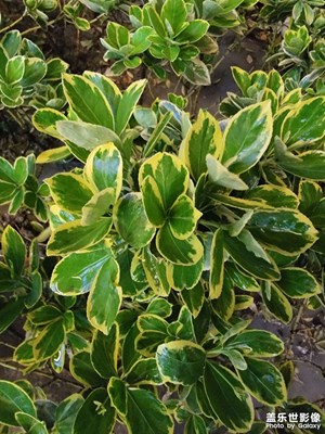 【春之序曲】春天的顏色