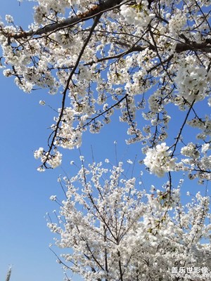 【春之序曲】爛漫春花