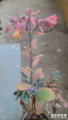 玉吊鐘